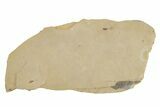 Detailed Fossil Insect - Cereste, France #297202-2